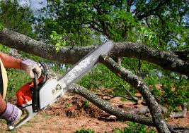 Lawn Renovation and Restoration in Vidor, TX