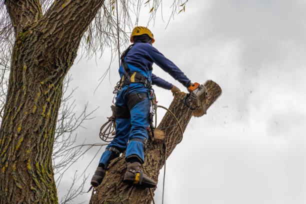 Tree and Shrub Care in Vidor, TX