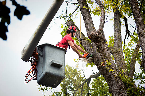 Why Choose Our Tree Removal Services in Vidor, TX?